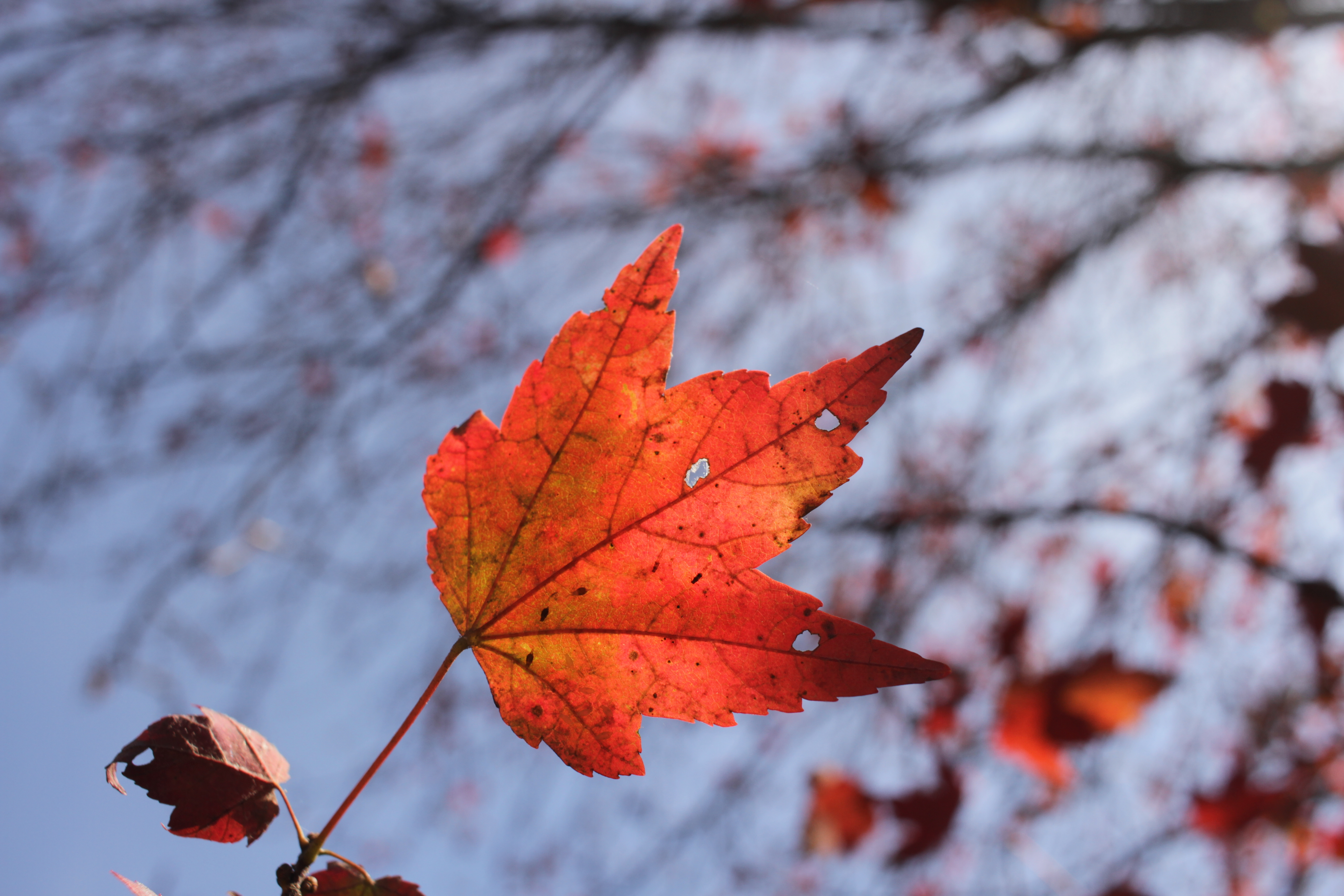 Autumn Flame Maple - Past Peak