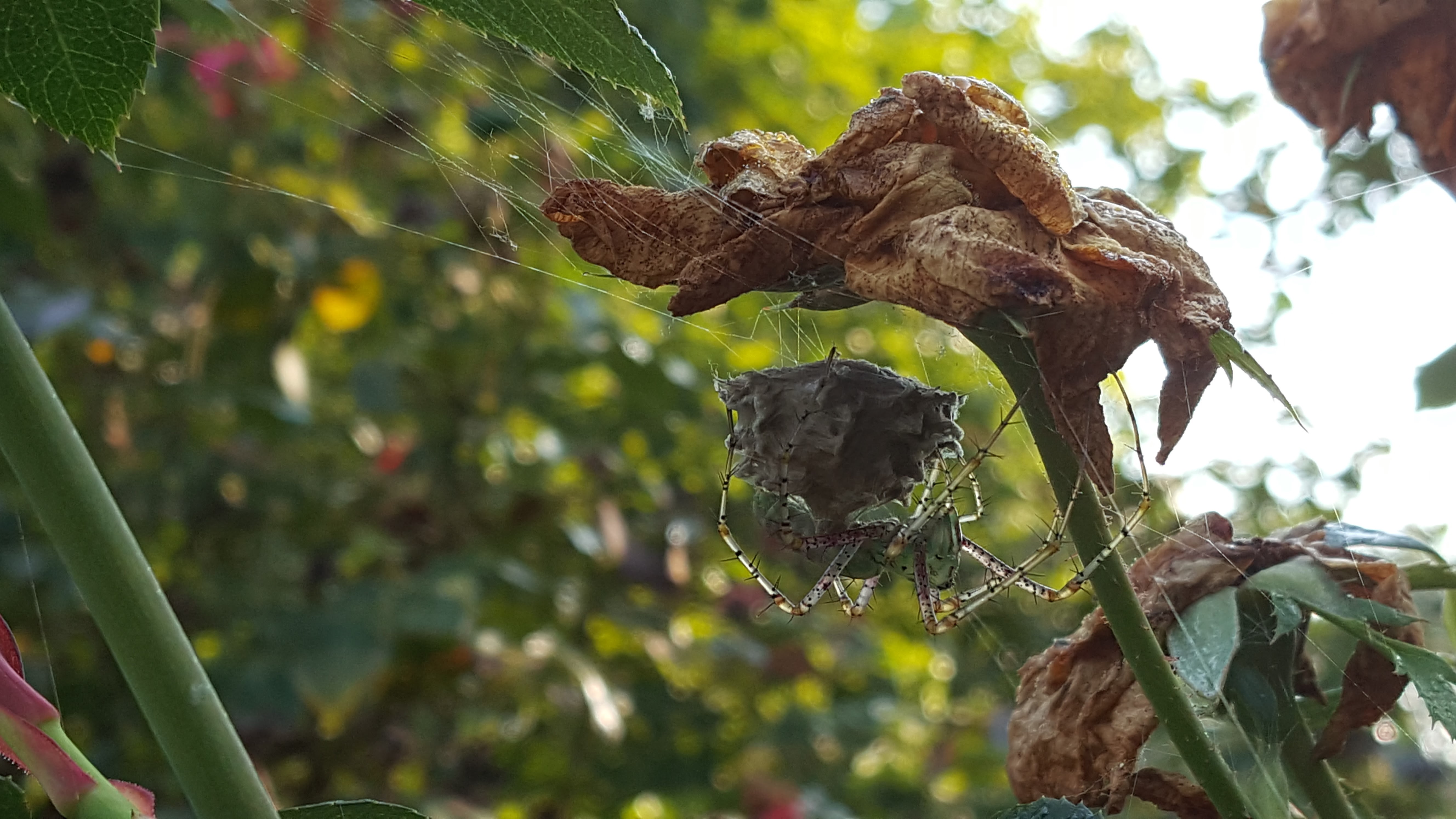 Green Lynx Spider Egg Sacs – 2 different spiders