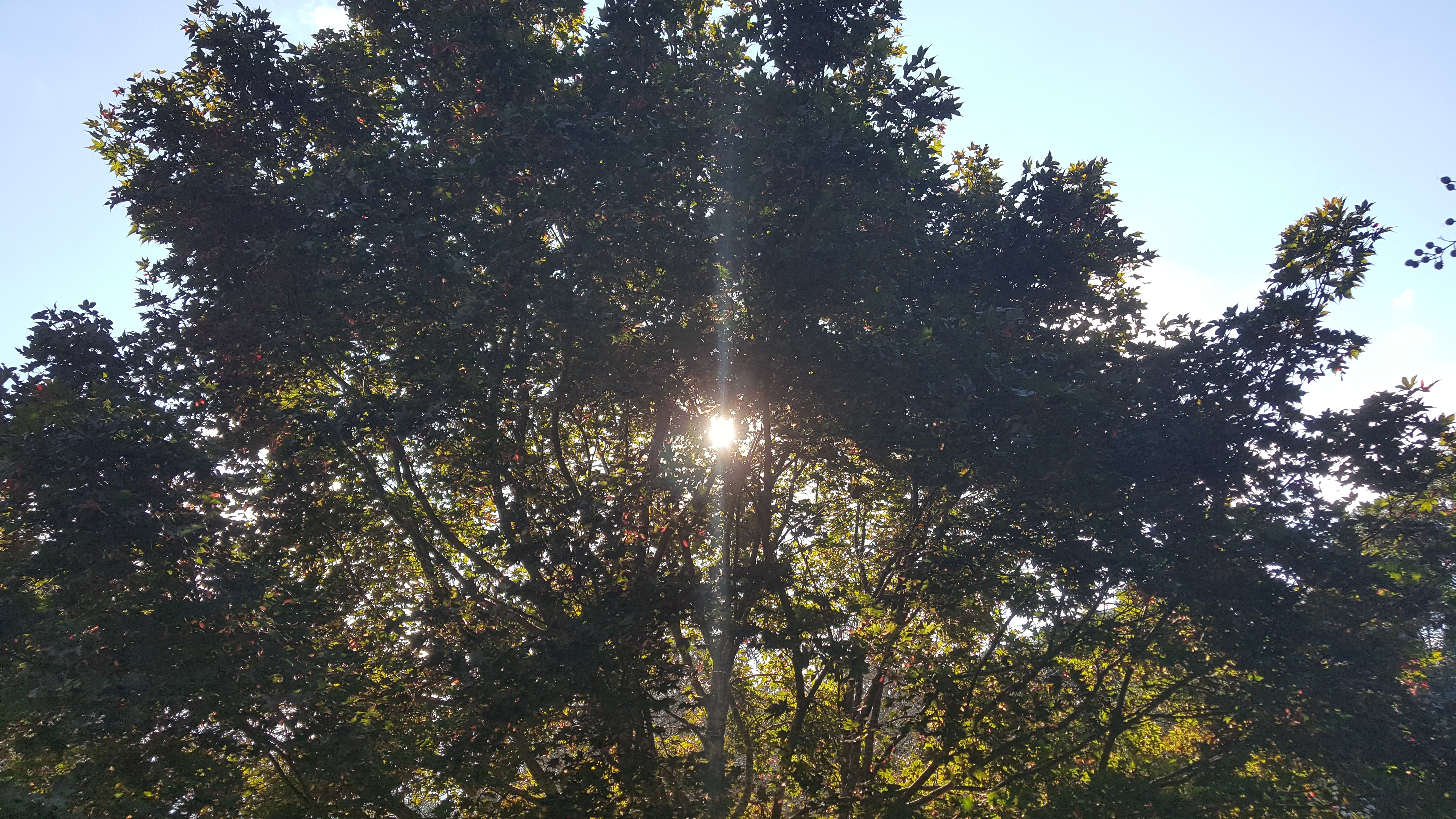 Late Sun through Japanese Maple