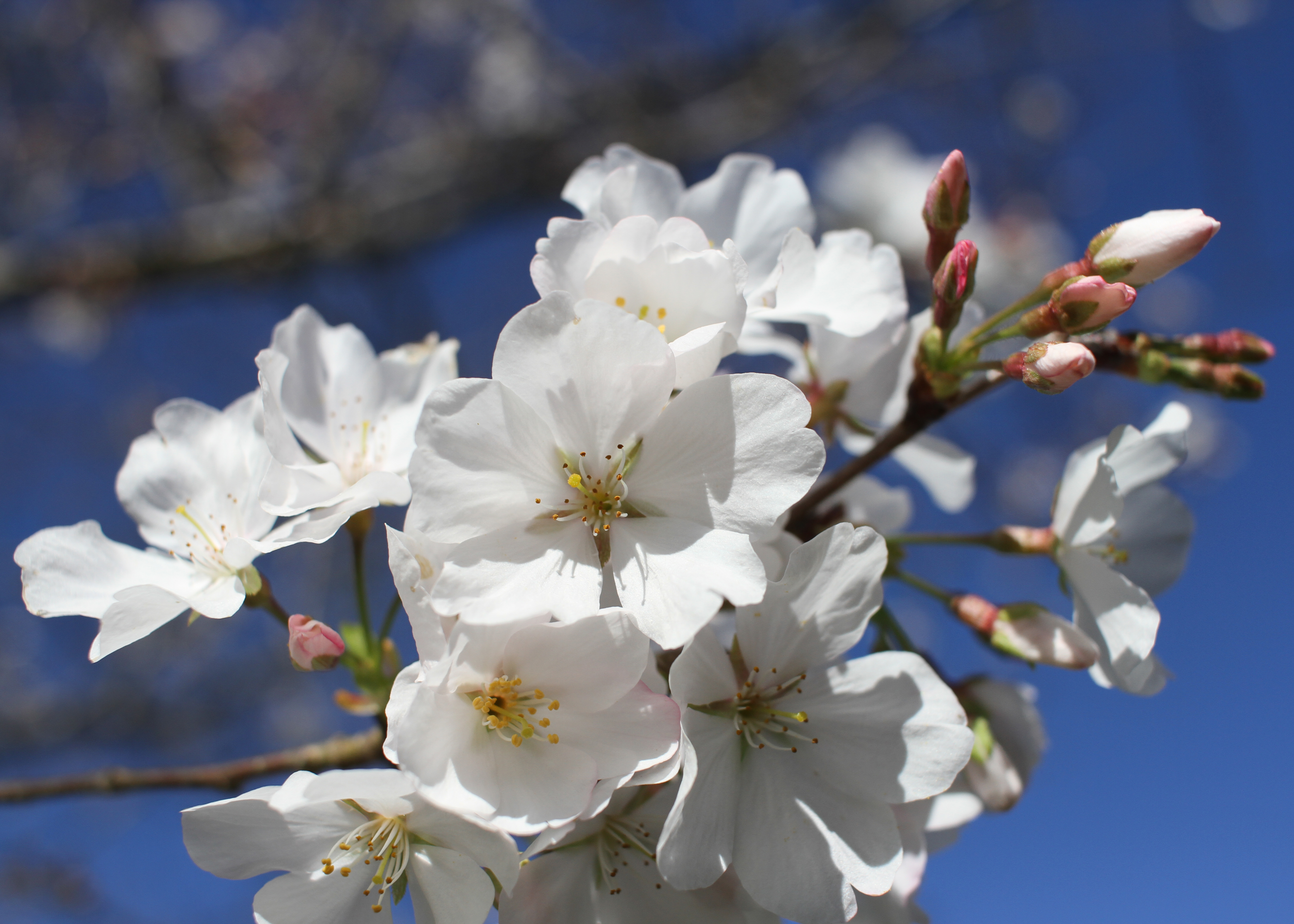 Yoshino Blossoms – March 3, 2078 – Canon EOS 7D 24mm