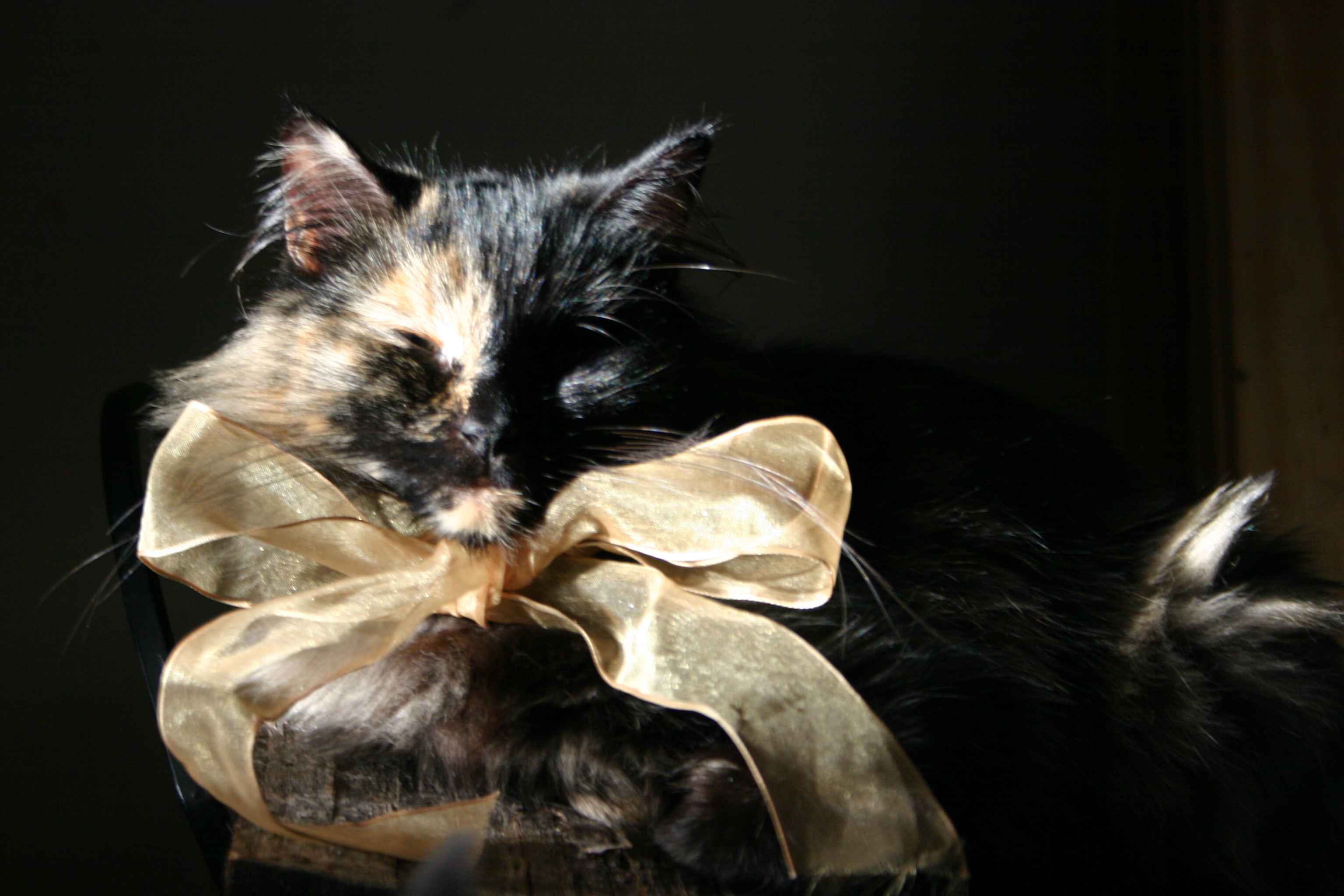 Holiday Gold Bow Tortie