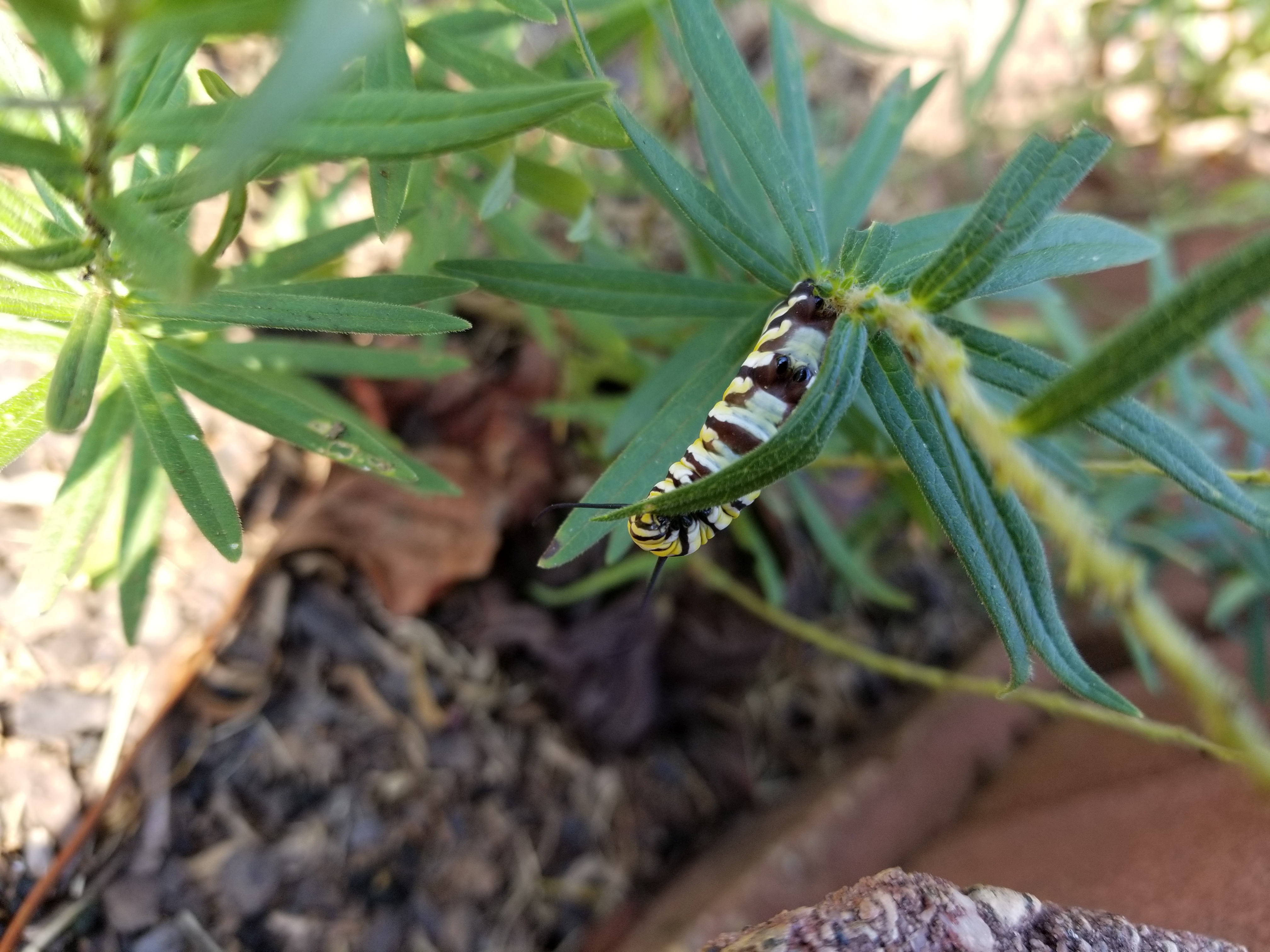 Monarch Caterpillars Vanished