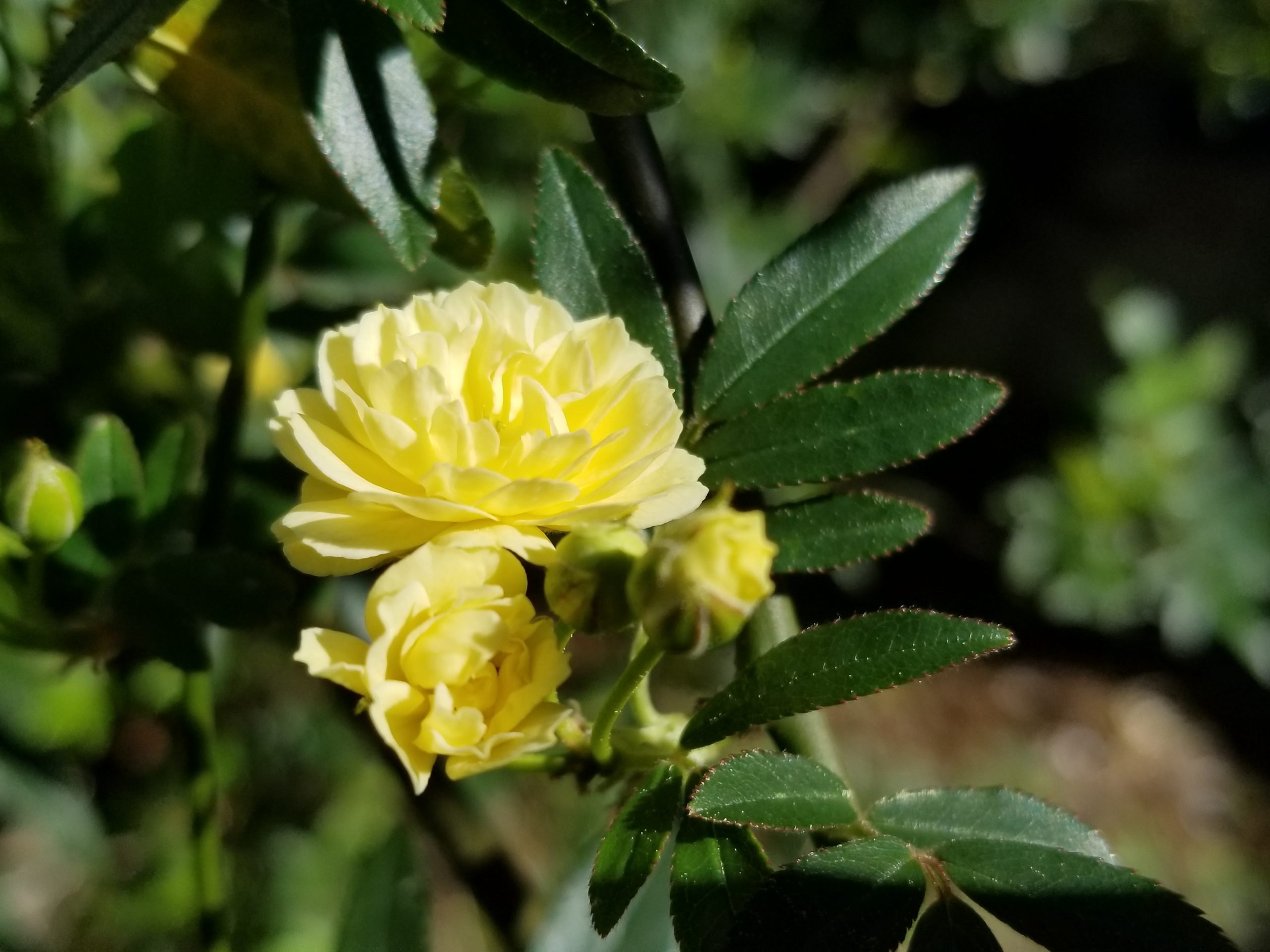 First Yellow Blossoms of 2020