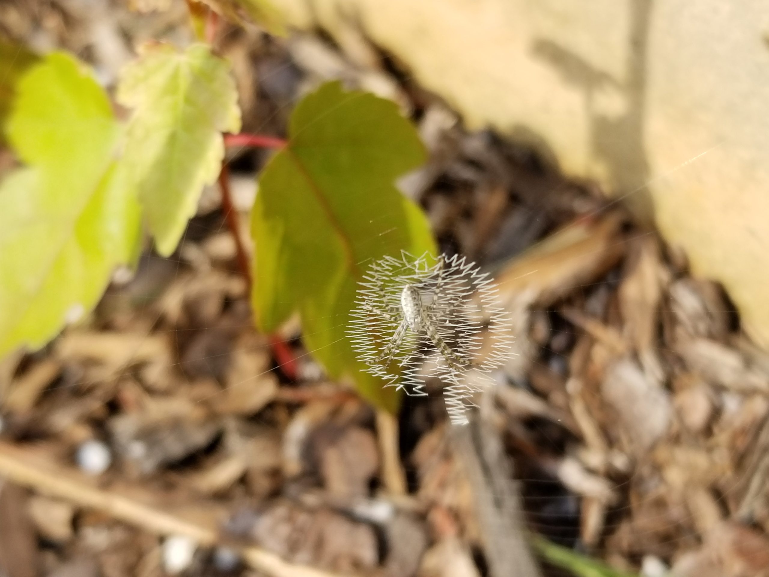 Banded Garden Spider (Teeny little spider)