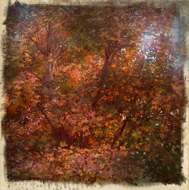 Autumn Flame maple tree