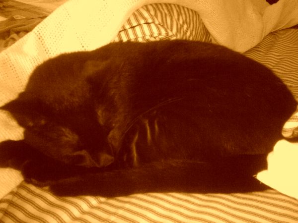 Spooky Curled Up in Sepia