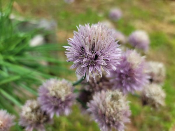 Chive Blossom(s)