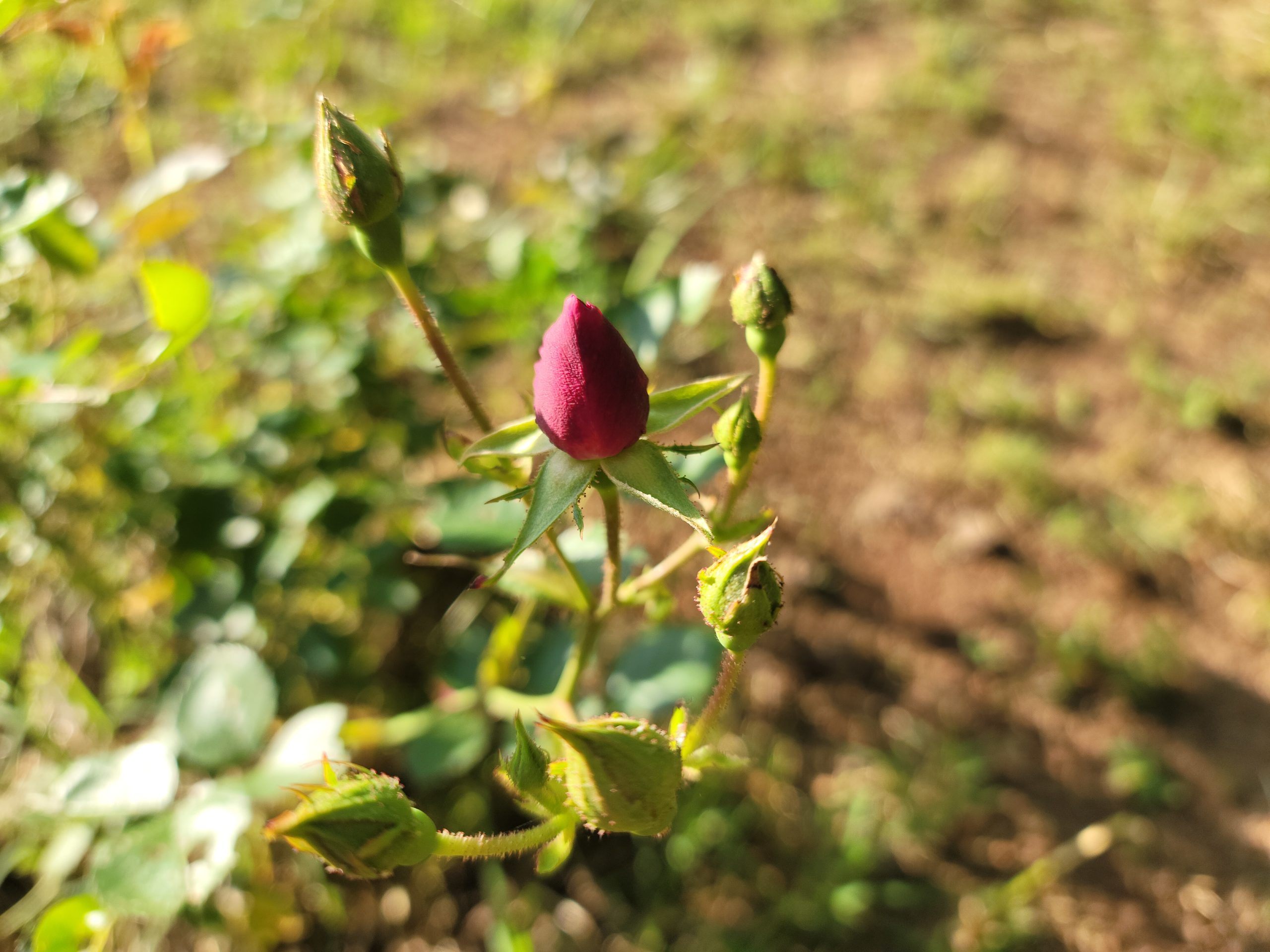 Roses opening sooner than later