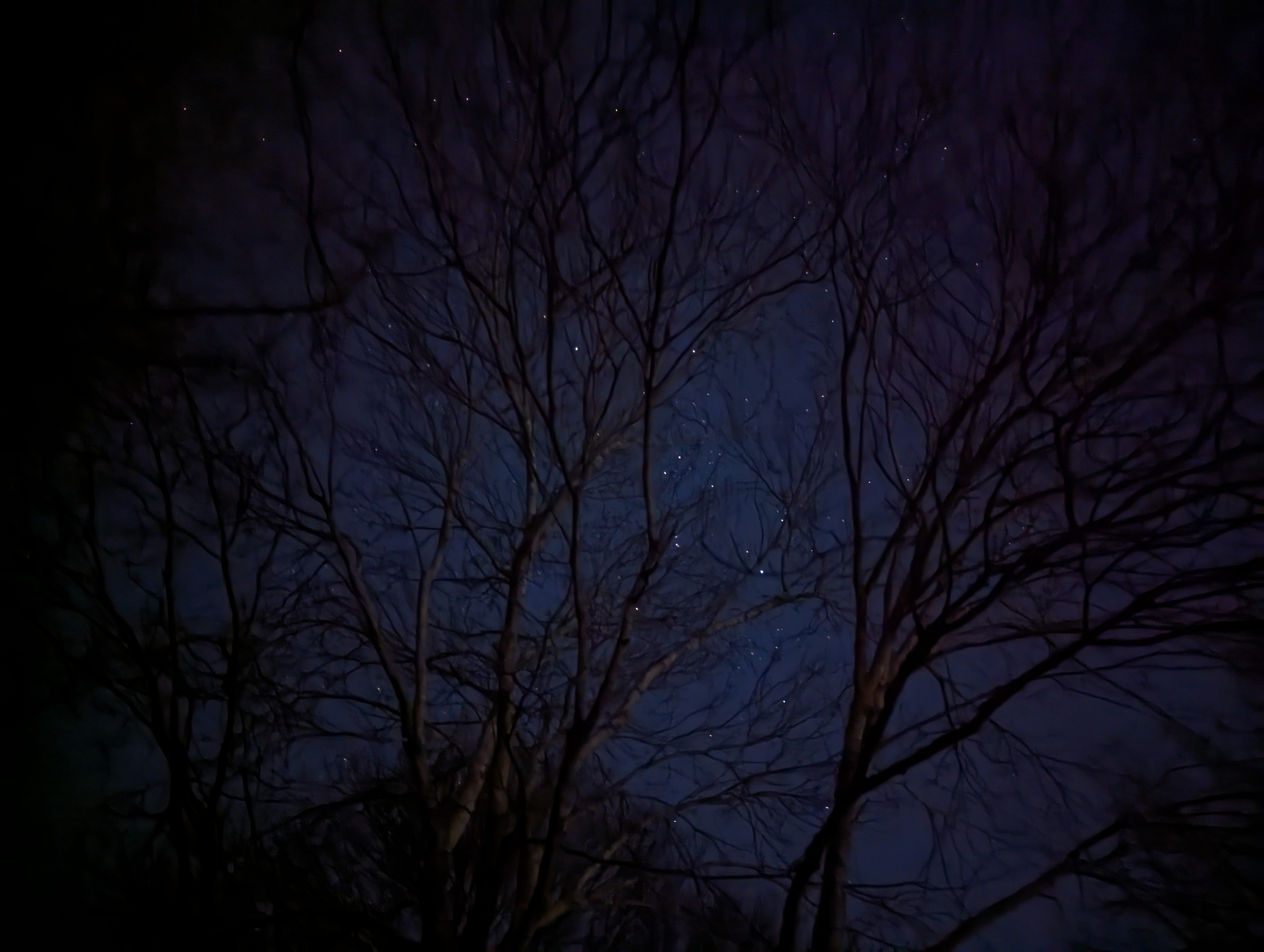 Jan 31st Night Sky through tree