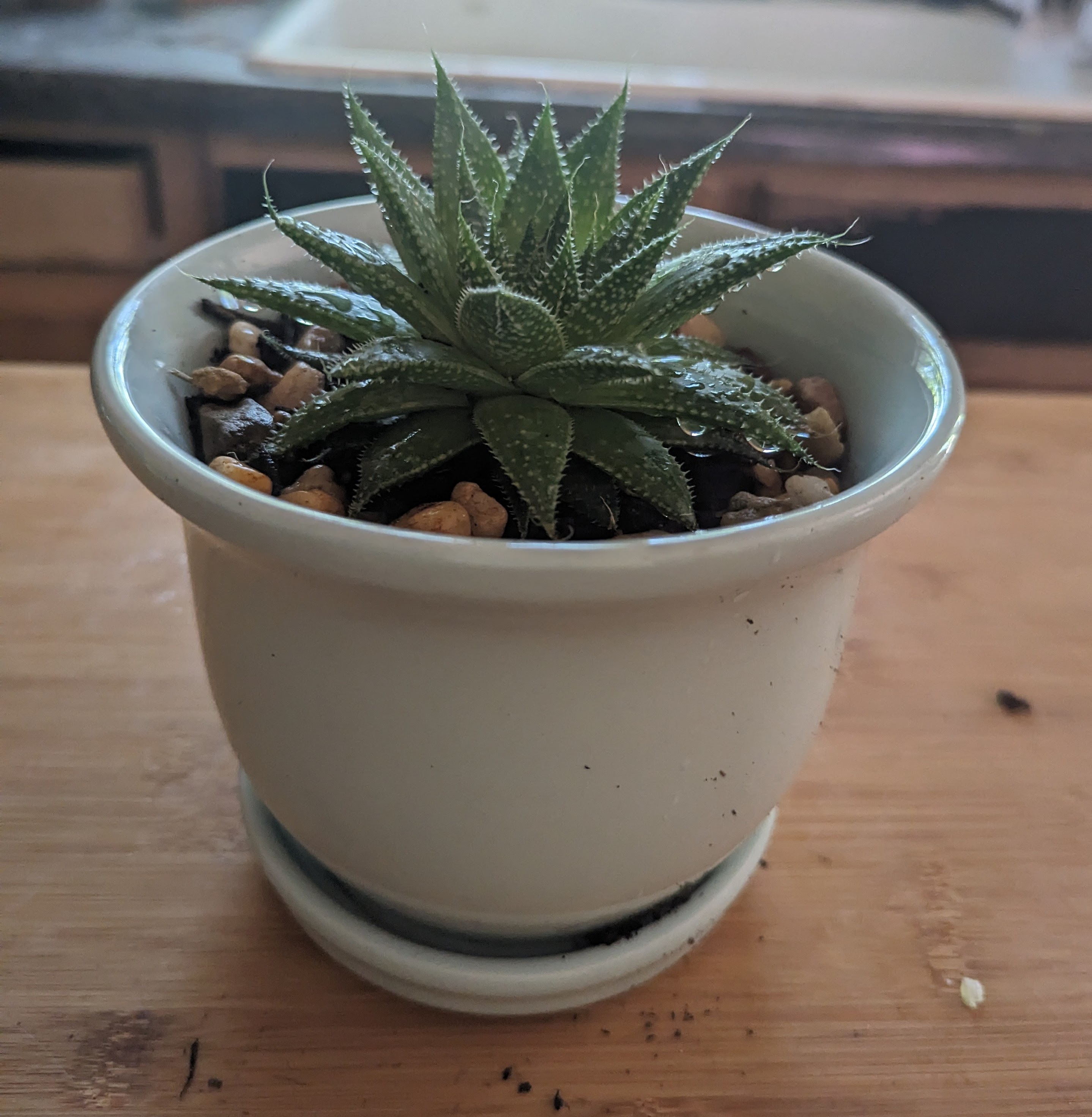 New Plant for me: Lace Aloe