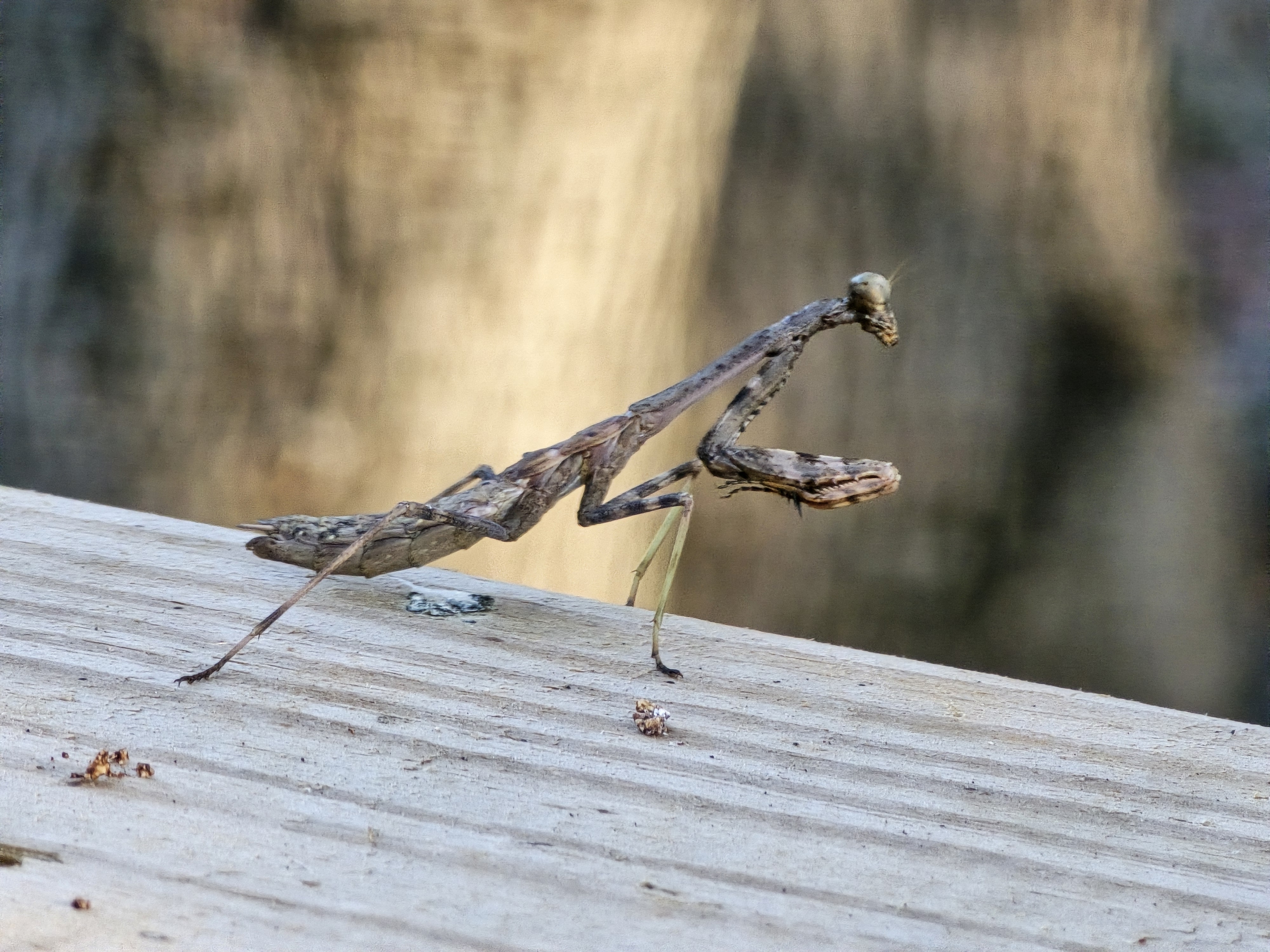 Praying Mantis 10-25-2024