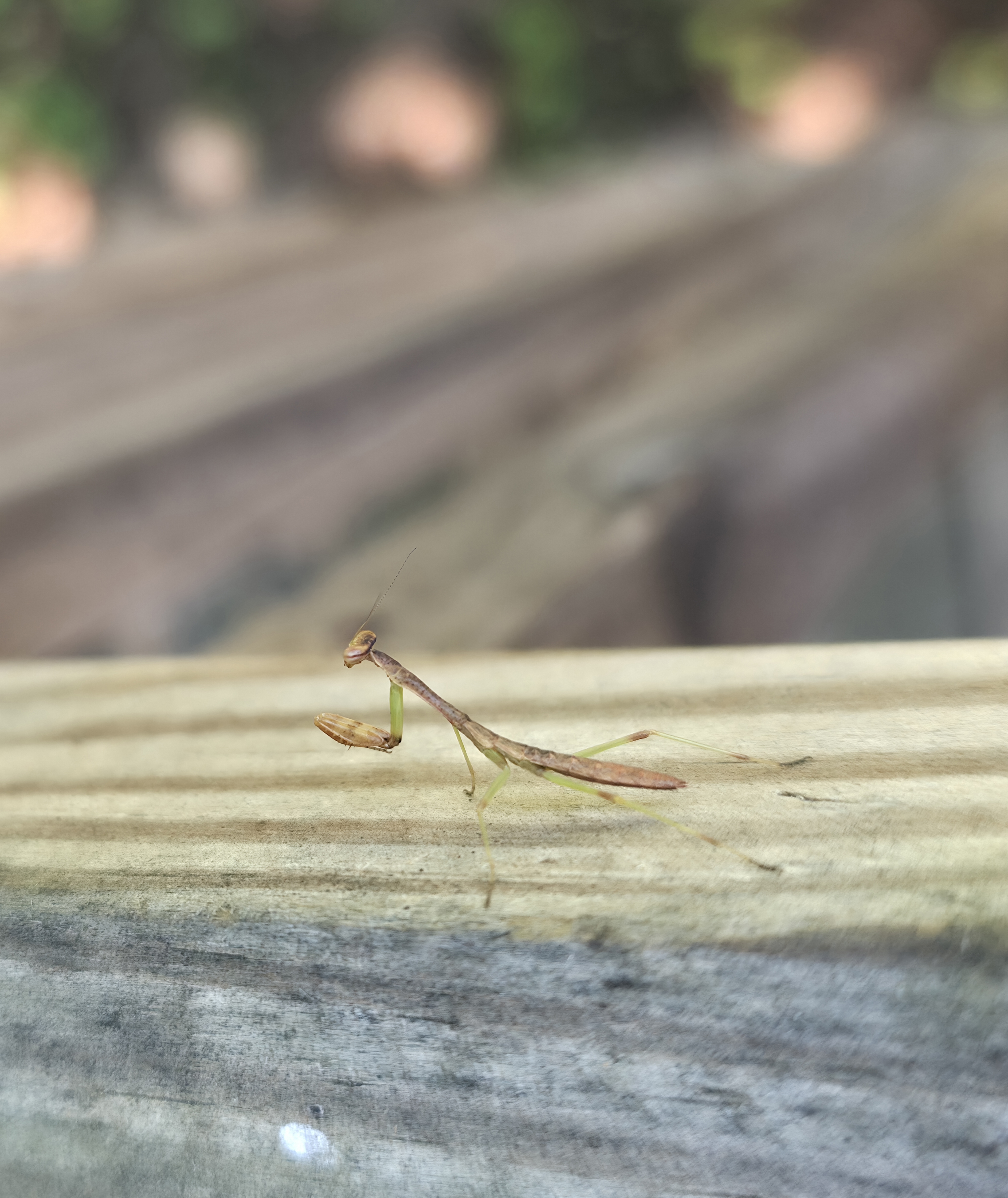 A Very Small Preying Mantis