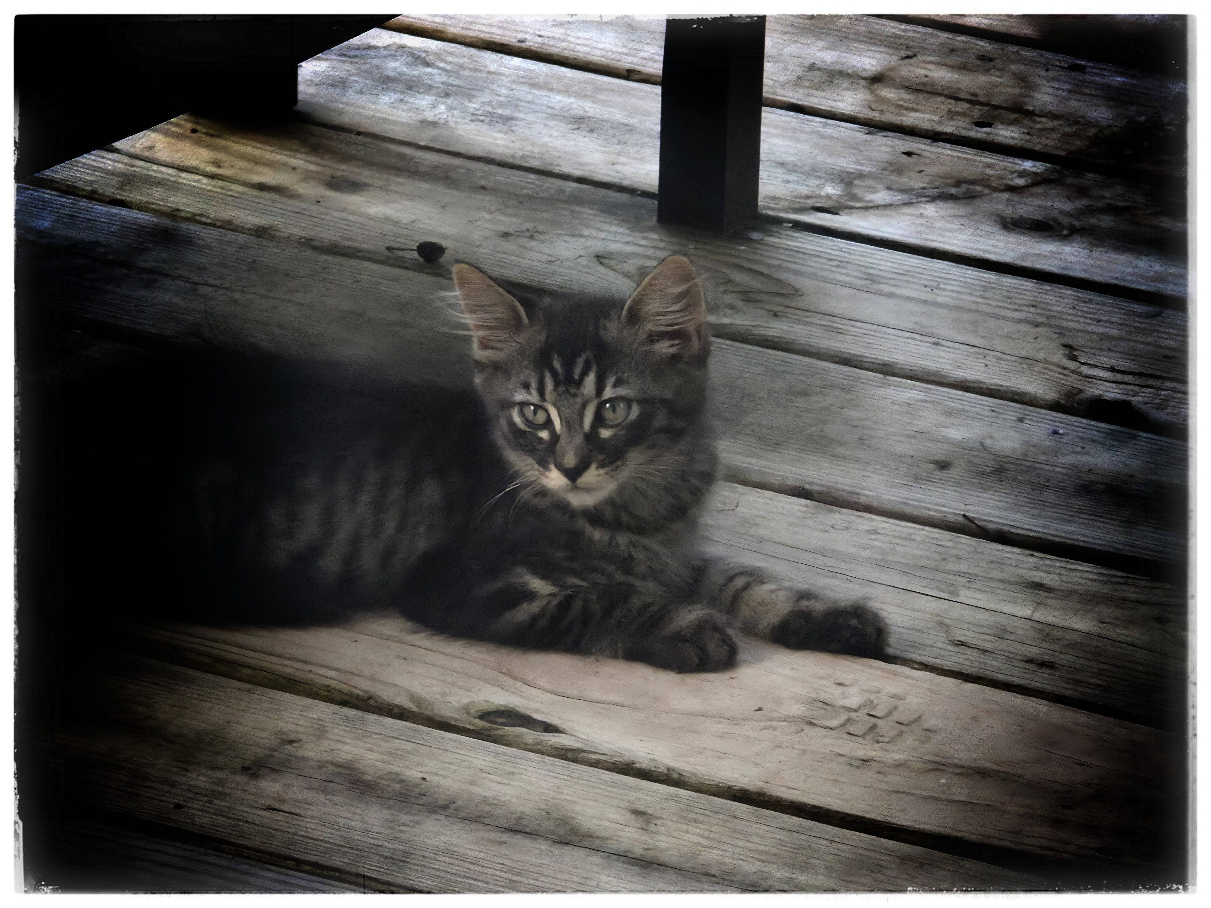 Feral Kitten from a group we are feeding on deck.
